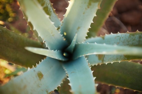 Aloe Plant